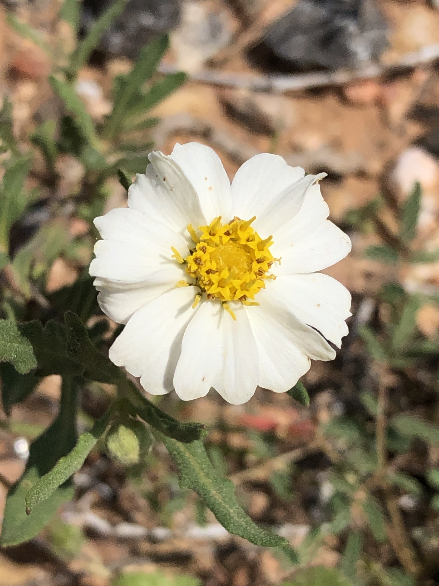 Melampodium leucanthum