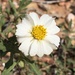 Blackfoot Daisy - Photo (c) stelluti, some rights reserved (CC BY-NC)