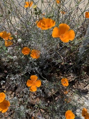 Eschscholzia californica