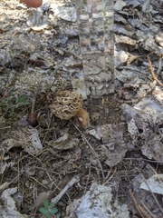 Morchella rufobrunnea