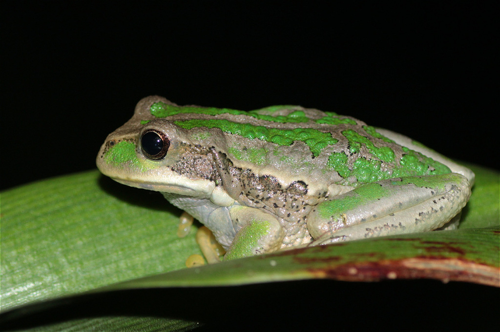 Cuenca Marsupial Frog
