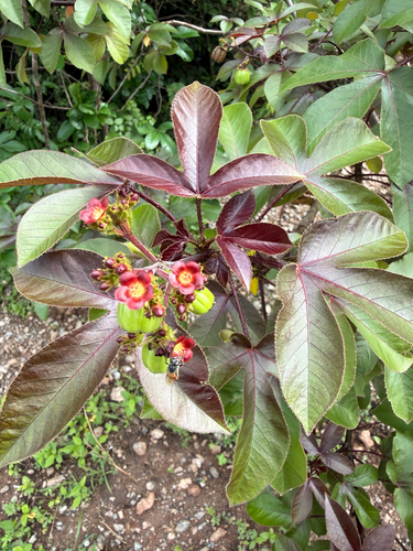 Bellyache Bush