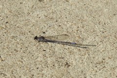 Argia fumipennis