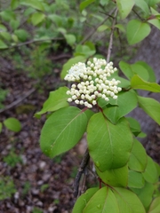 Viburnum prunifolium