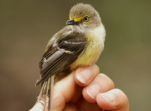 White-eyed Vireo
