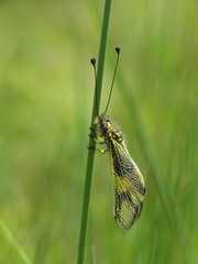 Libelloides longicornis
