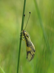 Libelloides longicornis