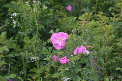 Rosa × majorugosa