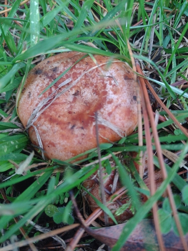 saffron milkcap