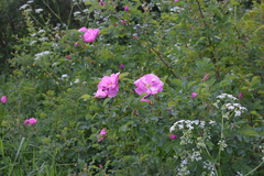 Rosa × majorugosa