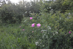 Rosa × majorugosa