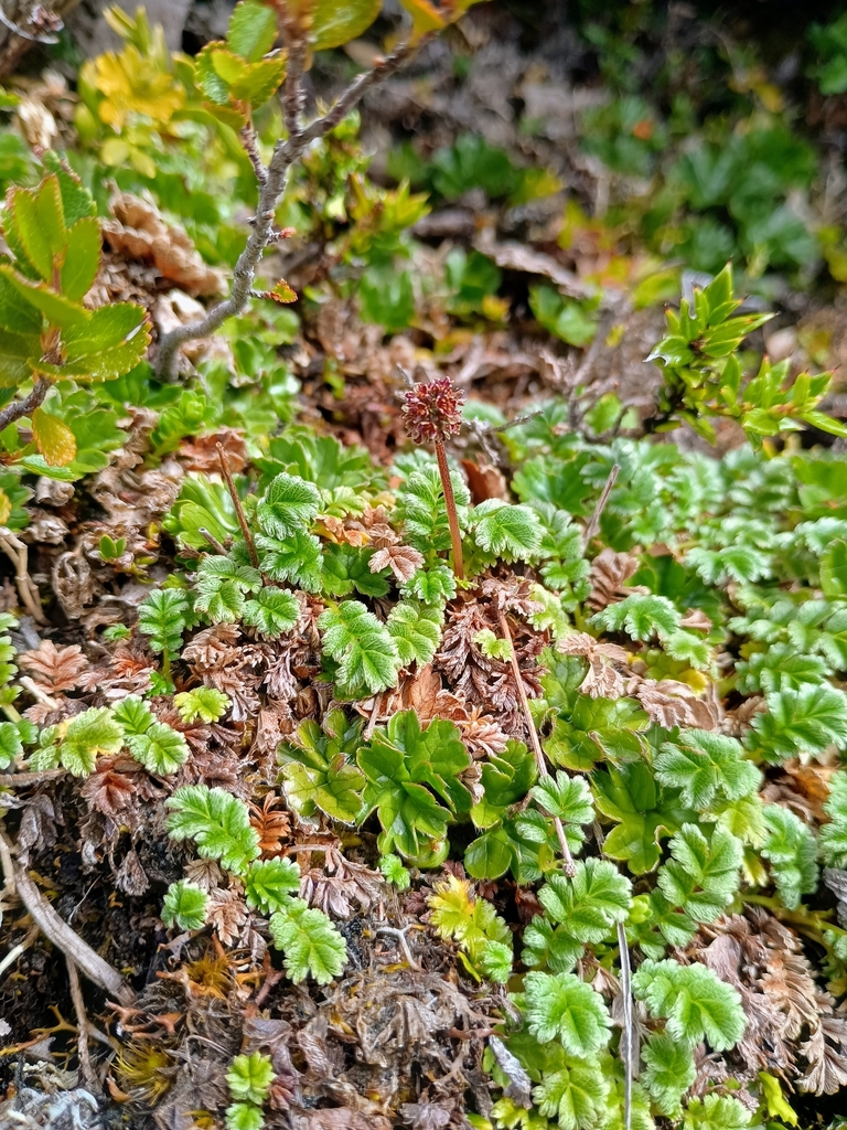 Antarctic prickly-burr