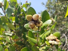 Rhus integrifolia