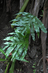 Microsorum scolopendria