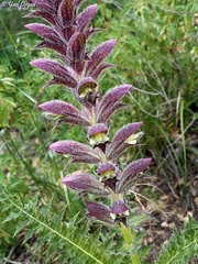 Acanthus syriacus