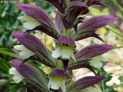 Acanthus syriacus