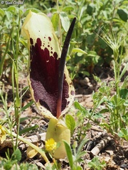Arum dioscoridis
