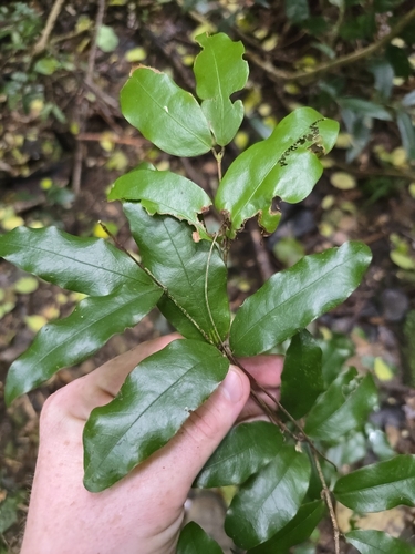 Dissiliaria baloghioides observed 2026-06-15