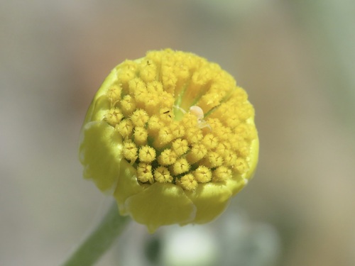 Baileya pleniradiata, photograph 4
