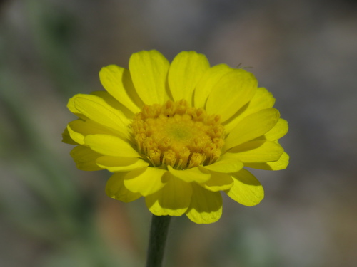 Baileya pleniradiata, photograph 5