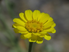 Baileya pleniradiata, photograph (c) jonsense, some rights reserved (CC BY)