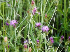 Carduus argentatus