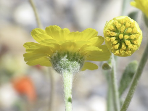 Baileya pleniradiata, photograph 6