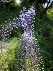 Scilla hyacinthoides