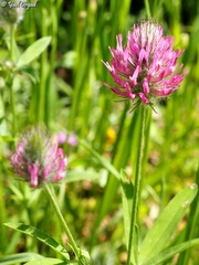 Trifolium purpureum