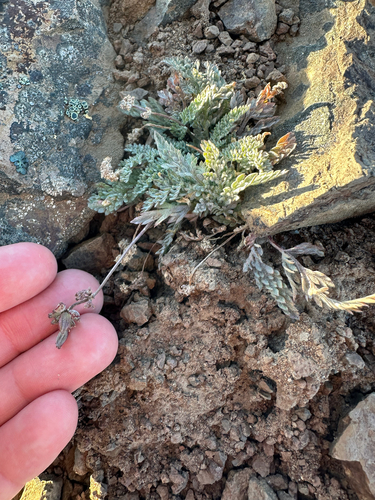 Lomatium watsonii, 2026-06-13