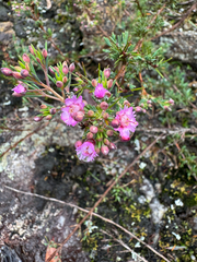Verticordia plumosa, photograph (c) Tyler Anthony, some rights reserved (CC BY)