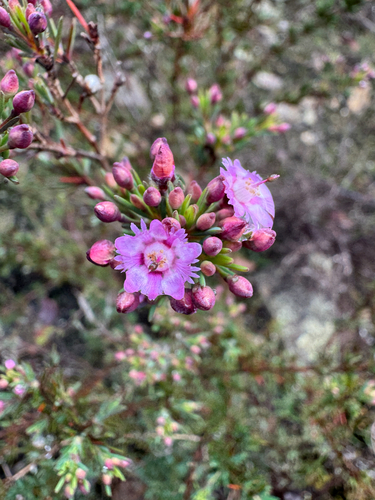 Verticordia plumosa