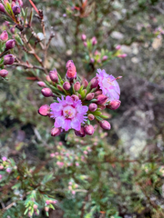 Verticordia plumosa