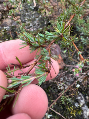 Verticordia plumosa, photograph (c) Tyler Anthony, some rights reserved (CC BY)