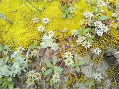 Filago pygmaea pygmaea