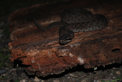 Crotalus armstrongi