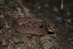 Crotalus armstrongi