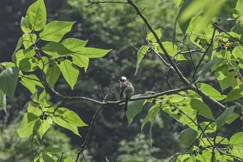 Light-vented Bulbul