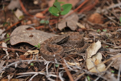 Crotalus armstrongi