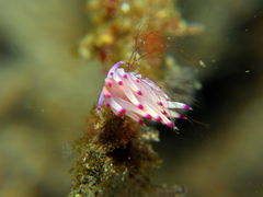 Coryphellina lotos