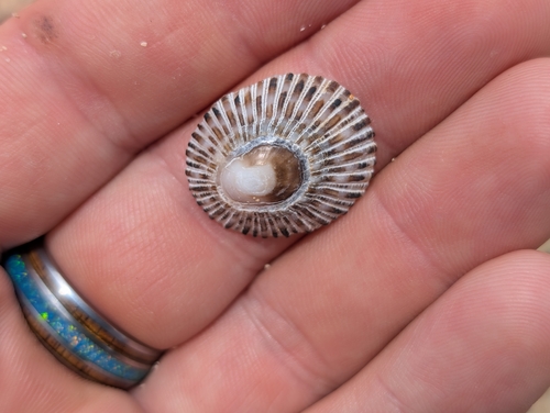 Cellana sandwicensis observed 2026-06-14