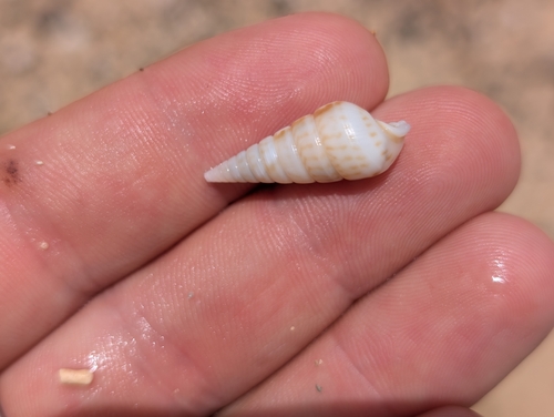 Pyramidella sulcata observed 2026-06-14