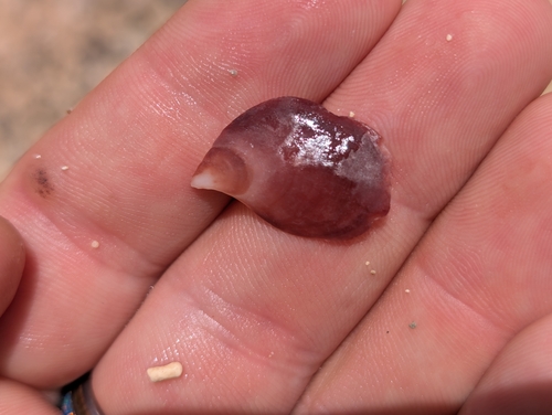 Isognomon observed 2026-06-14
