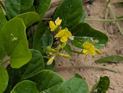 Vigna marina observed 2026-06-14