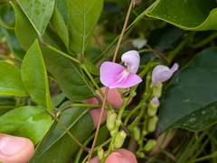 Canavalia cathartica