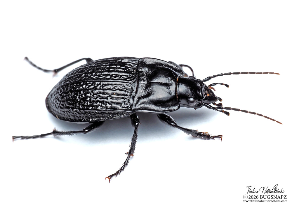 Dicaelus sculptilis