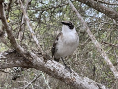 Mimus parvulus parvulus