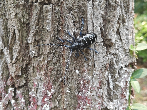 Citrus Longhorn Beetle
