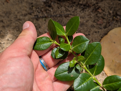Carissa macrocarpa observed 2026-06-14
