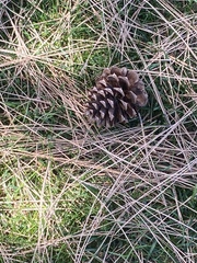 Pinus